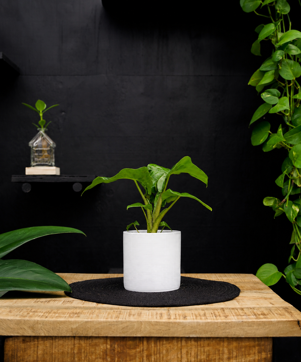 Alocasia Low Rider | 30cm | kamerplant | met pot naar keuze