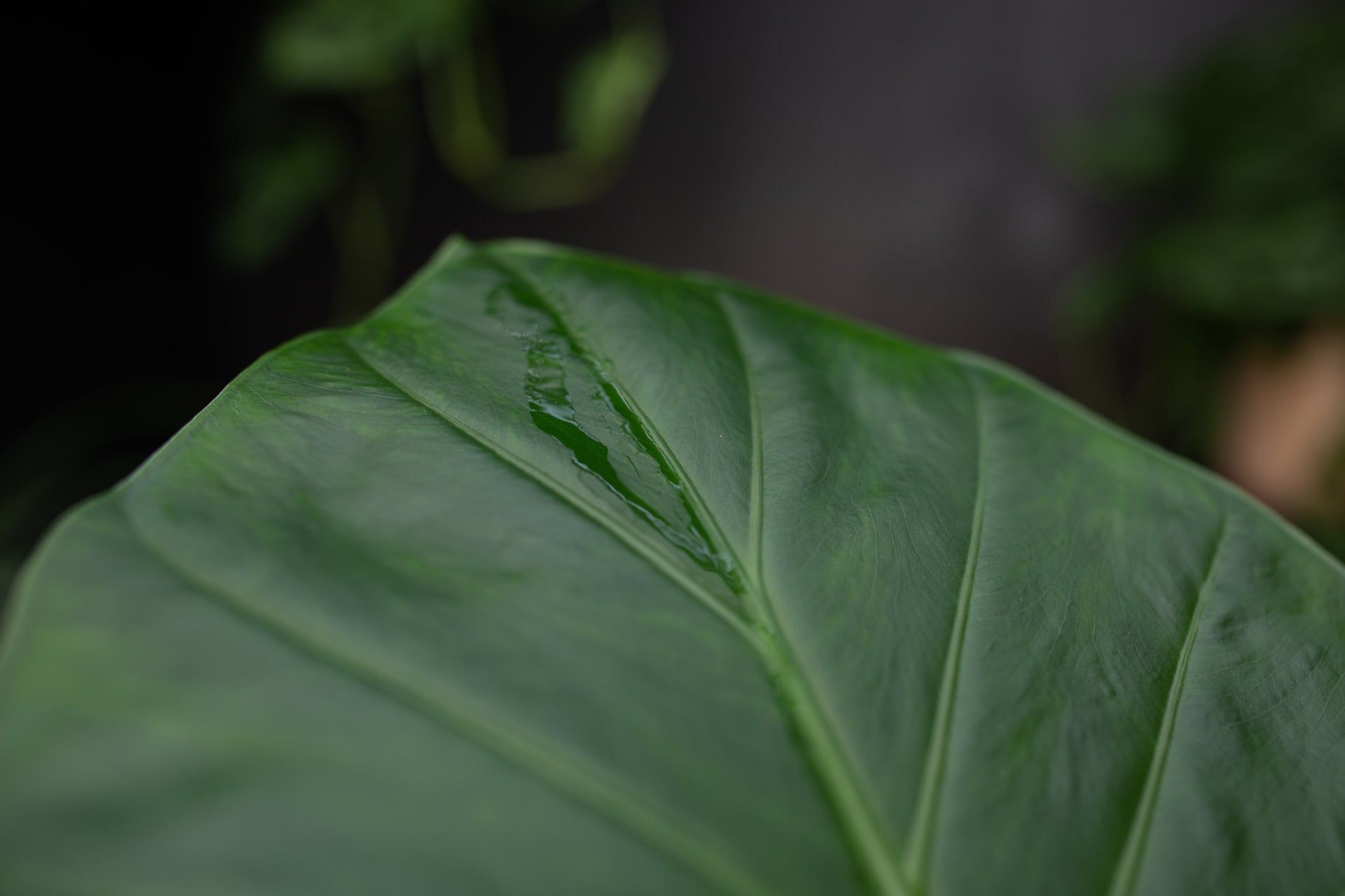 Alocasia blad