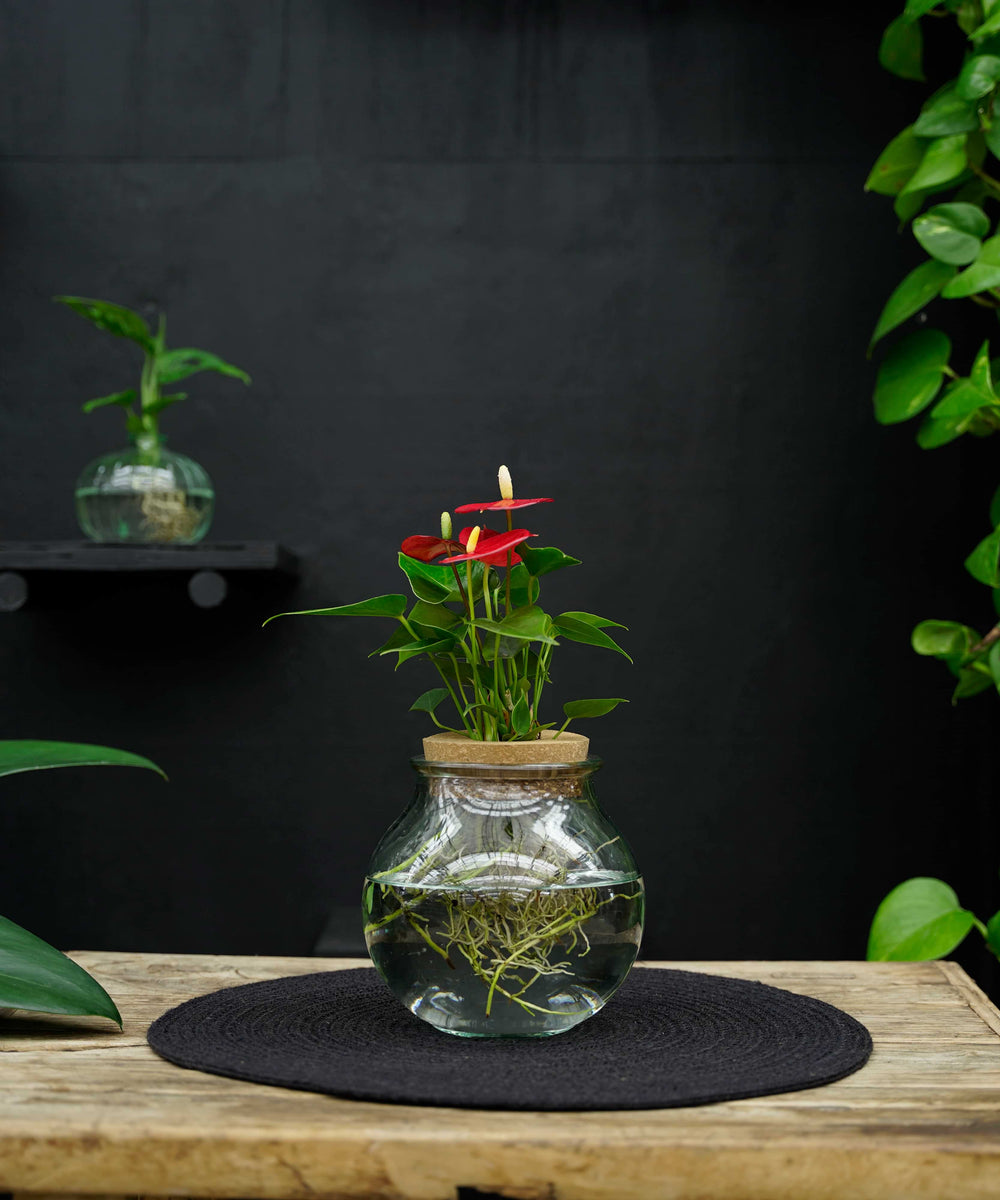 Bolglas Anthurium | Hydroponie | bloemkleur naar keuze | per stuk