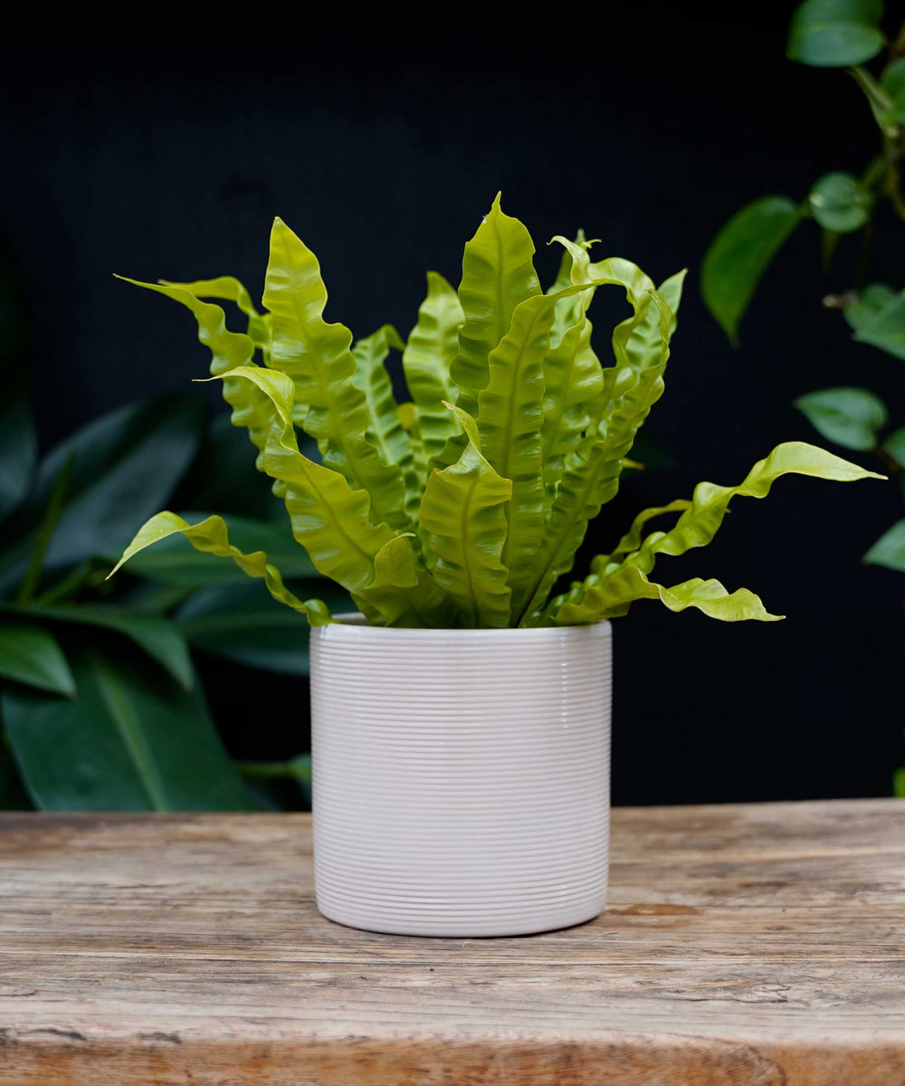 Asplenium Crispy Wave | 25cm | krulvaren | met pot naar keuze