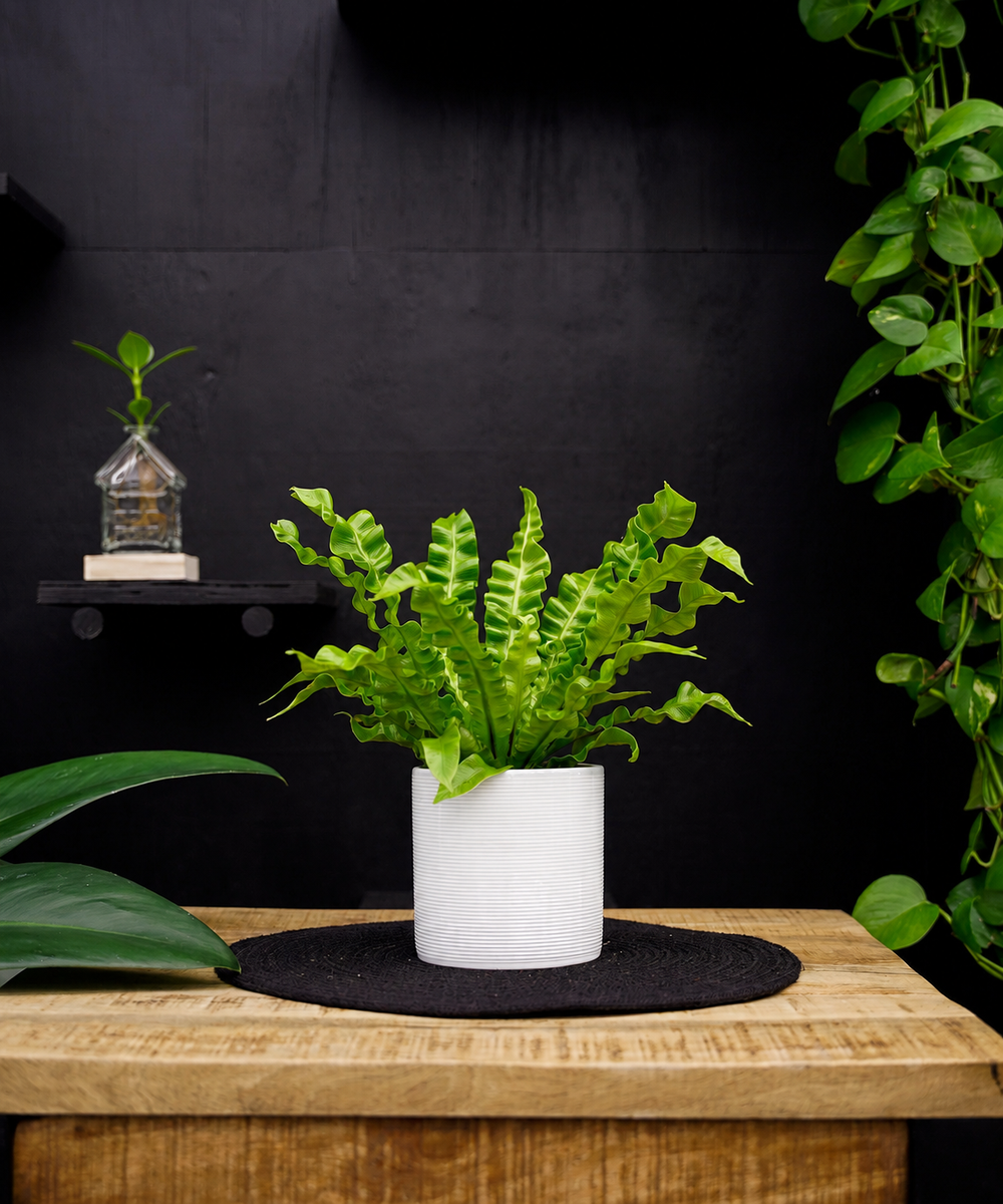 Asplenium Crispy Wave | 25cm | krulvaren | met pot naar keuze