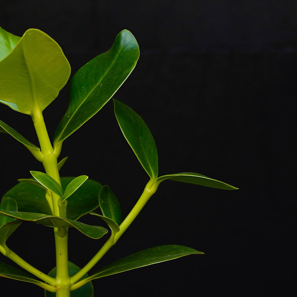 Blad Clusia Princess plant