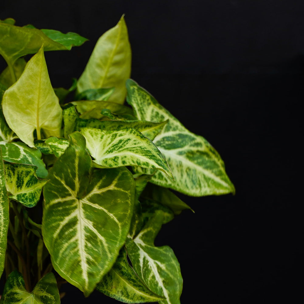 Blad Syngonium Arrow plant