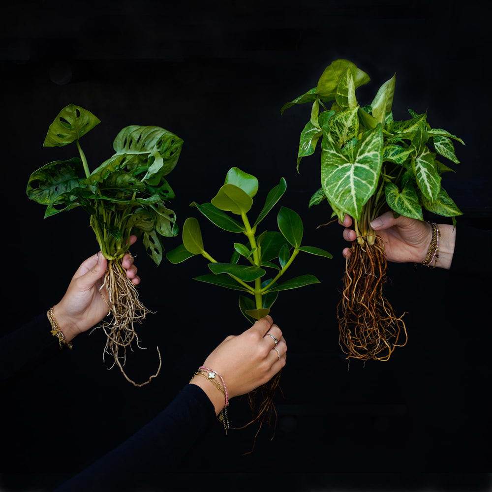 Bundel stek in water Large | Speciale aanbieding | Speciale aanbieding | 3 tropische planten op water