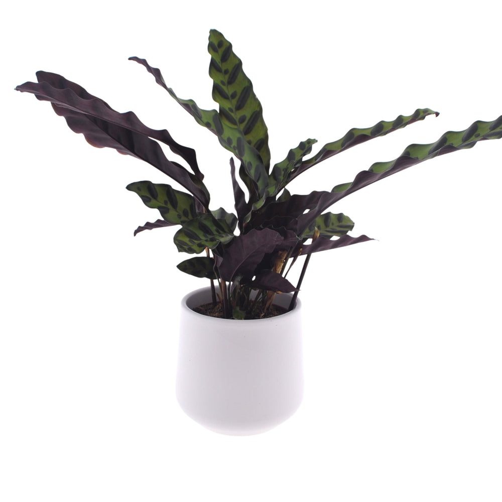 Calathea | Pauwenplant | 35cm | incl. witte keramieken pot