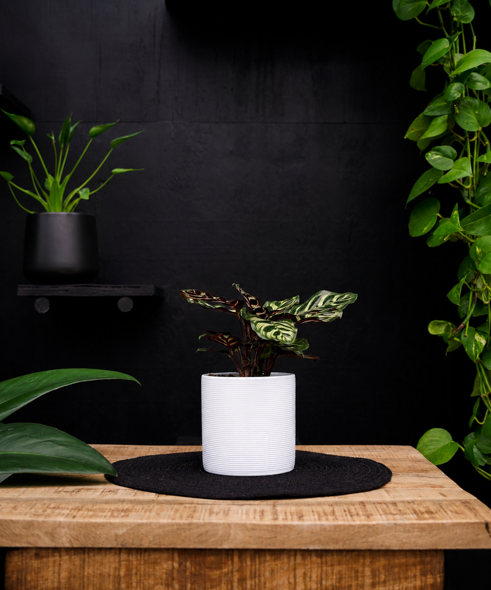Calathea Makoyana | 30cm | met pot naar keuze