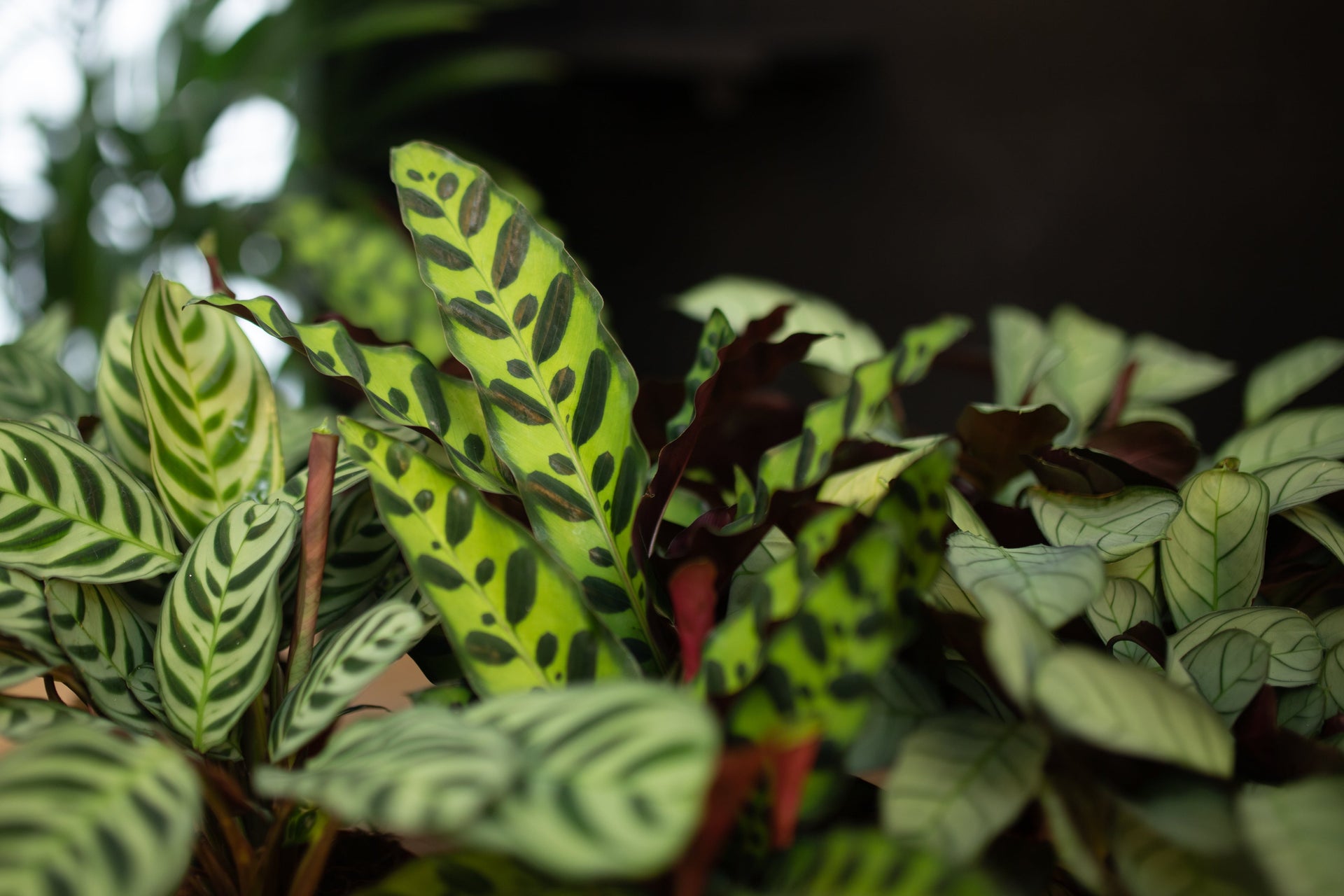 Calathea bladeren
