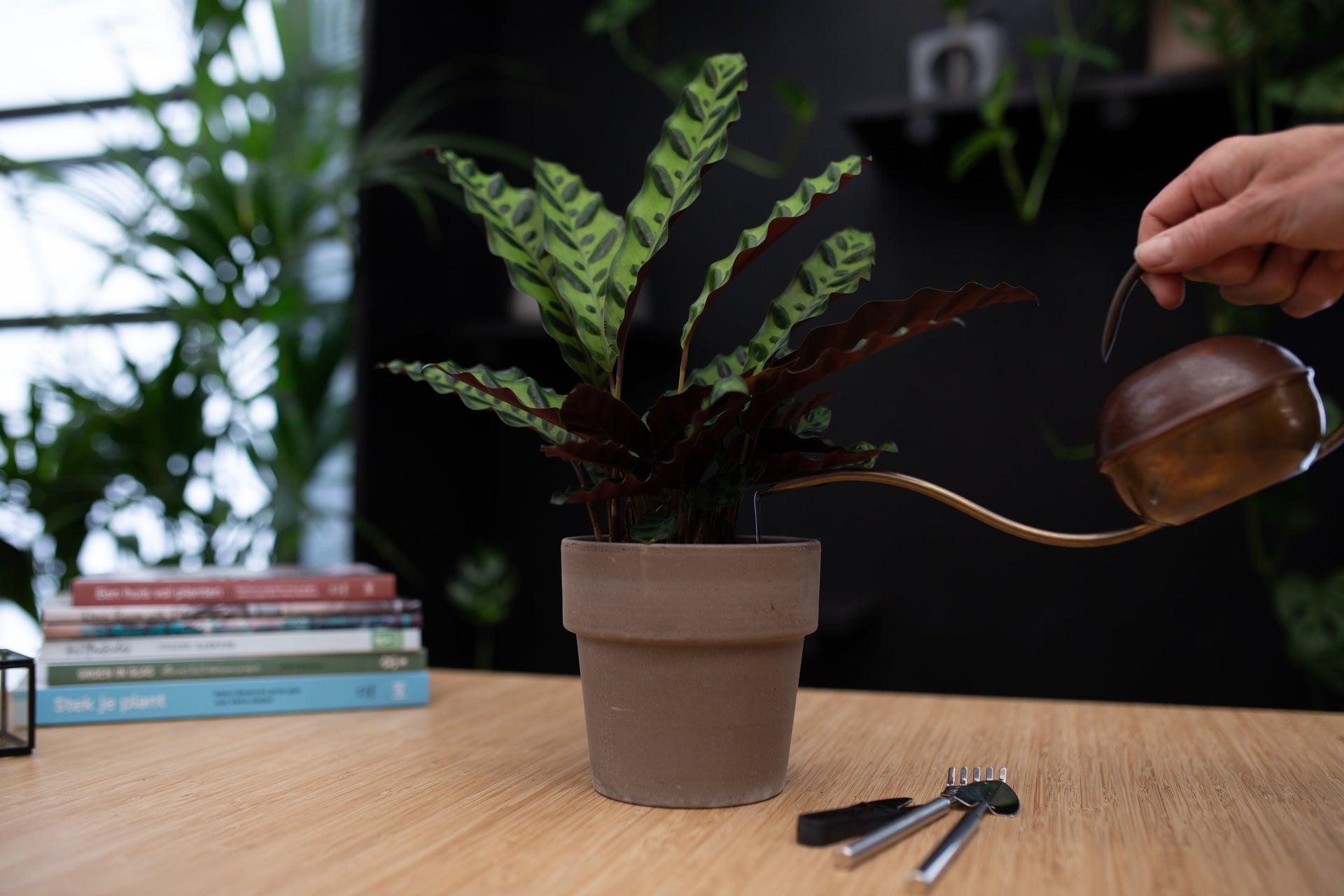 Calathea water geven