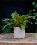 Chlorophytum Princess Mabel | 28cm | met pot naar keuze