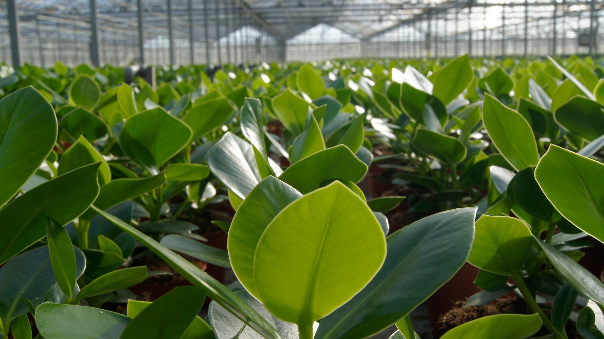 Clusia Rosea Princess in kas