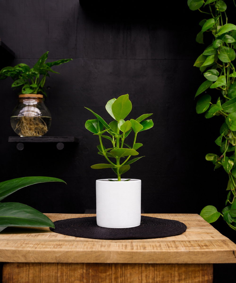 Clusia rosea Princess | 35cm | met pot naar keuze
