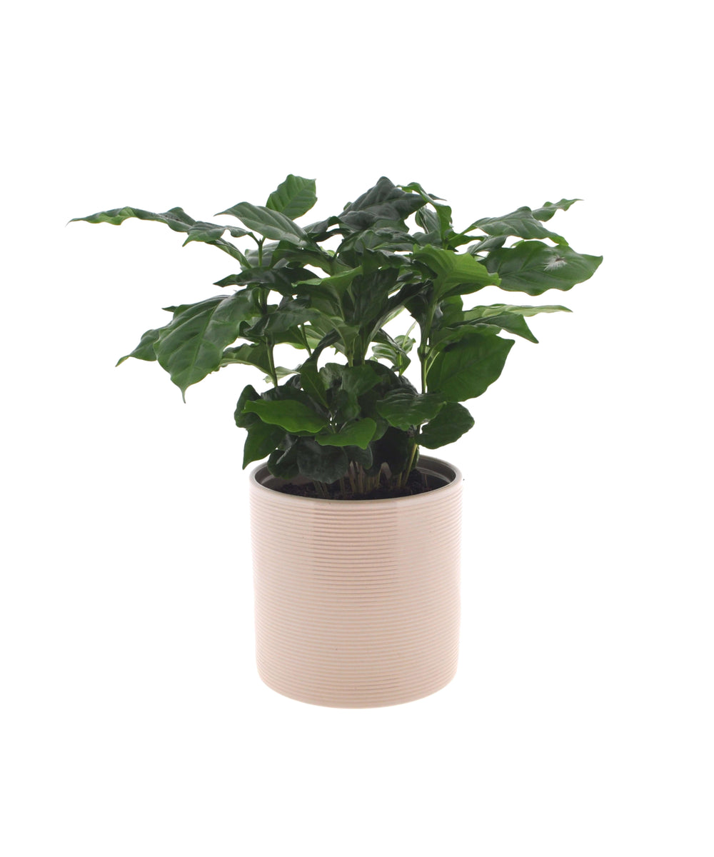 Coffea Arabica | 30cm | met pot naar keuze