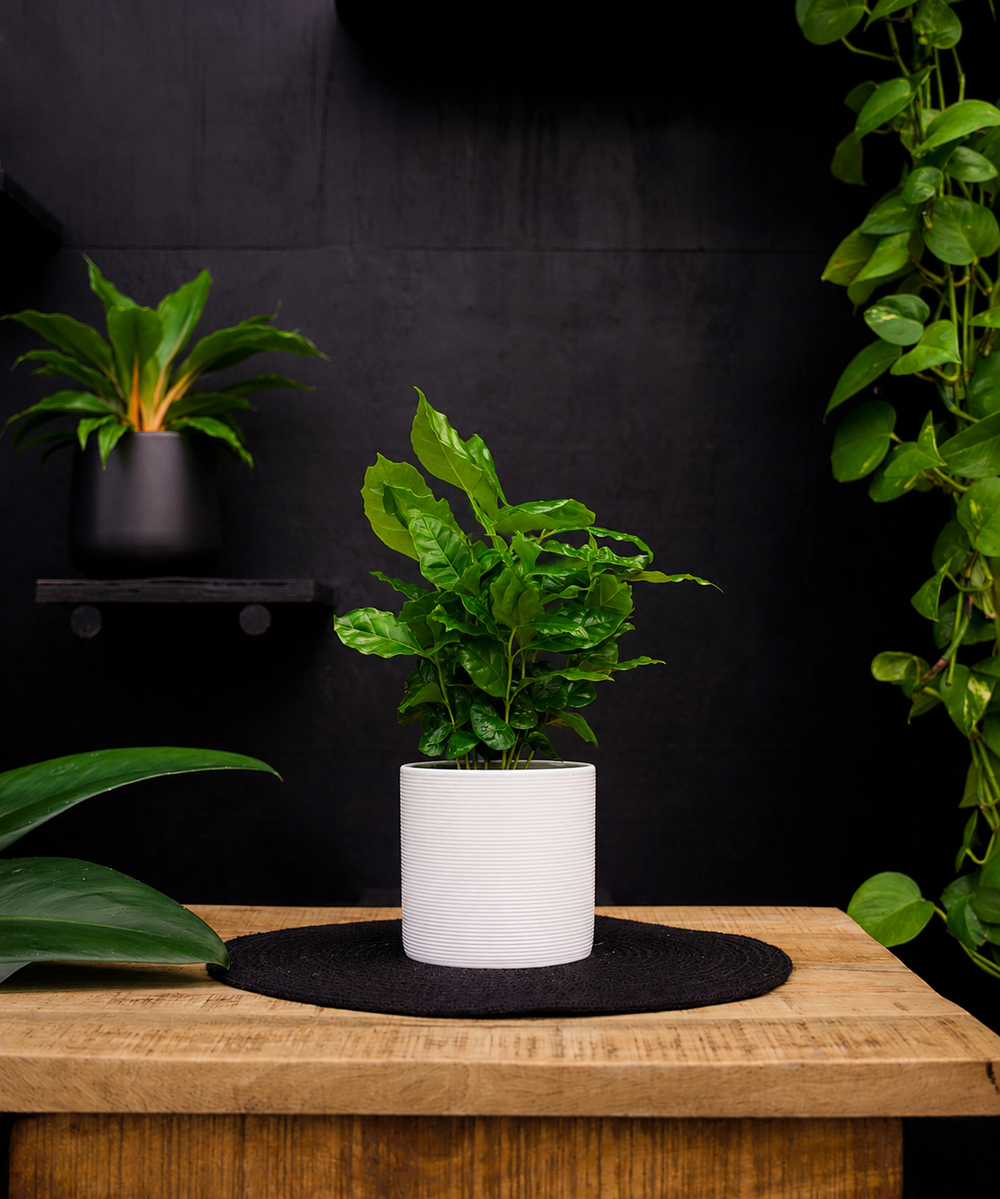 Coffea Arabica | 30cm | met pot naar keuze
