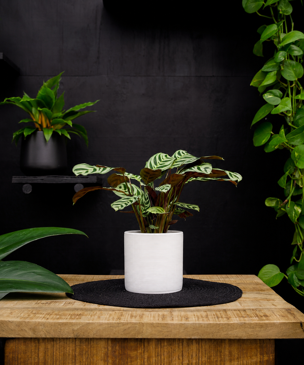 Calathea | Ctenanthe Burle Marxii | 35cm | met pot naar keuze