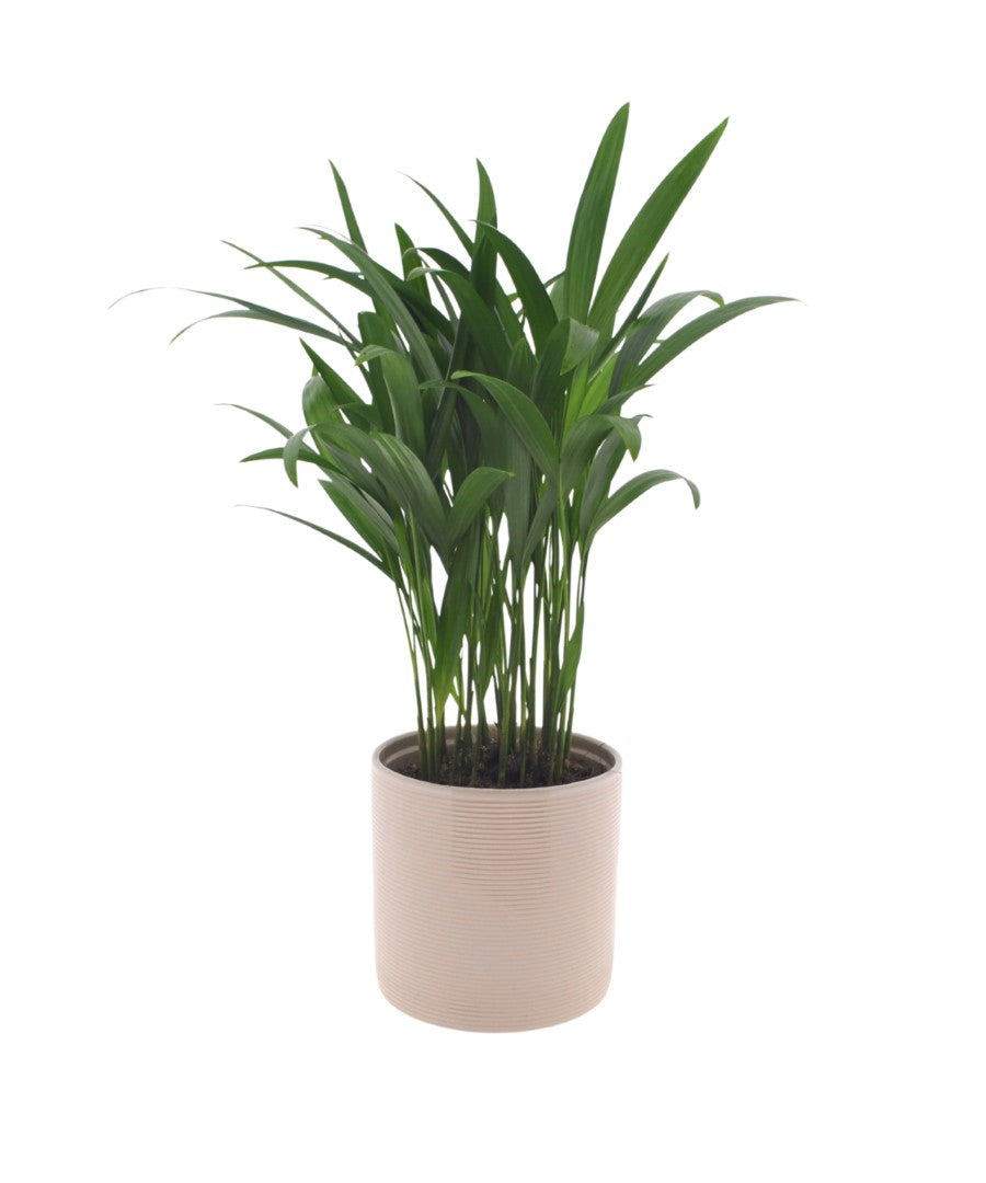 Dypsis Areca | 25cm | met pot naar keuze
