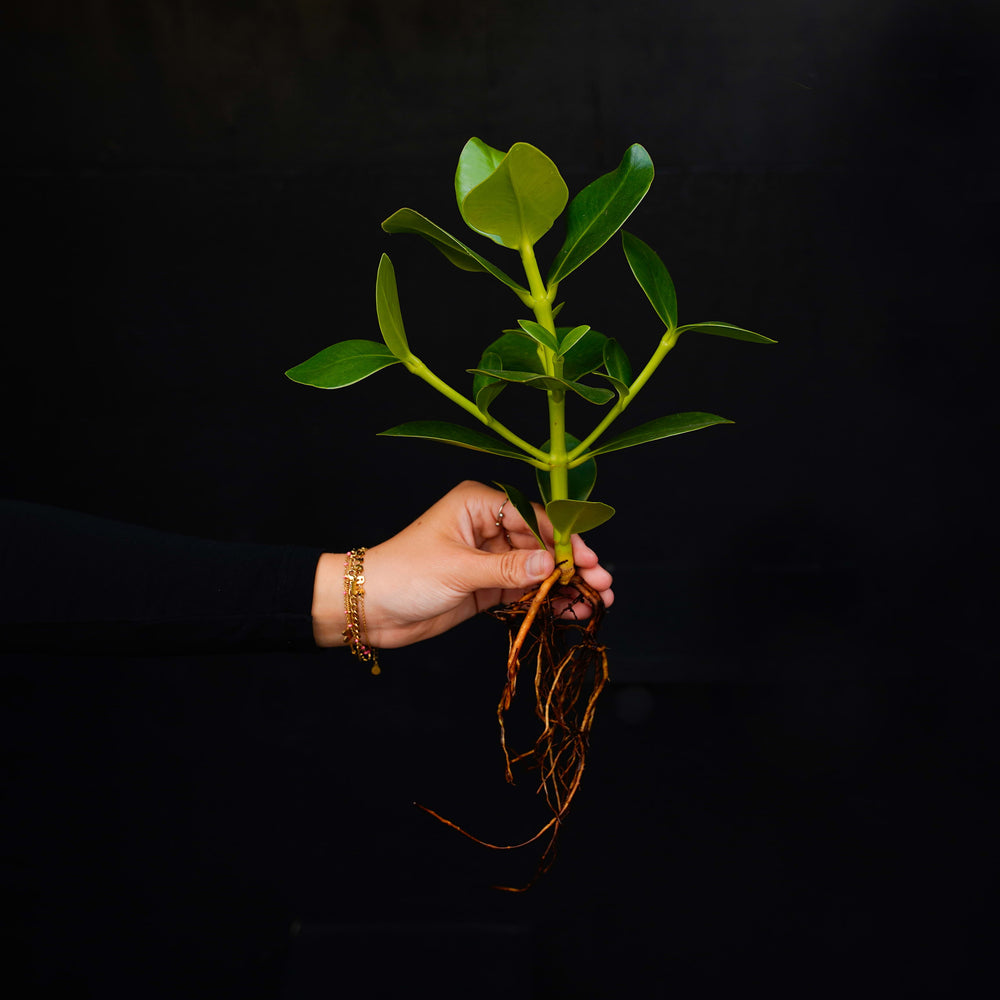 Gespoelde plant Clusia Princess