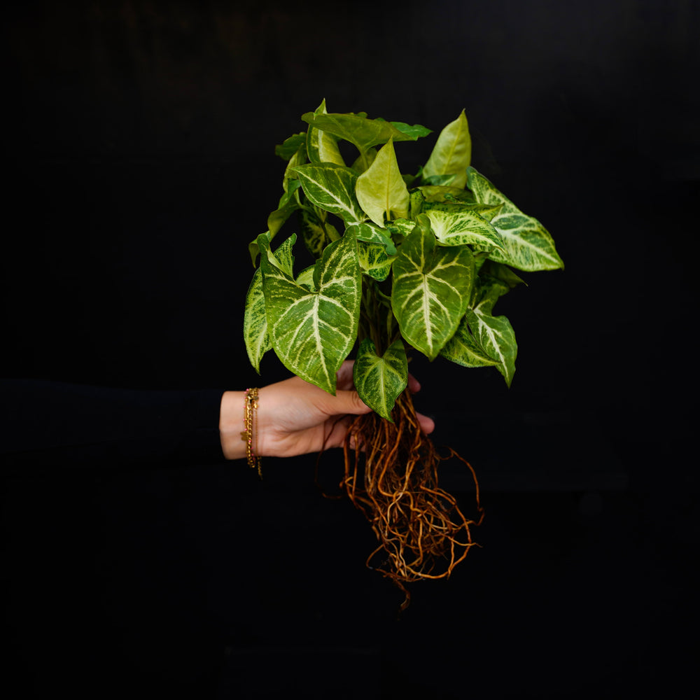 Gespoelde plant Syngonium Arrow