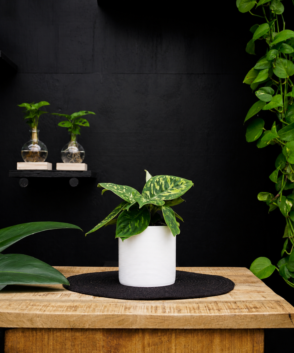 Homalomena Camouflage | 25cm | met pot naar keuze