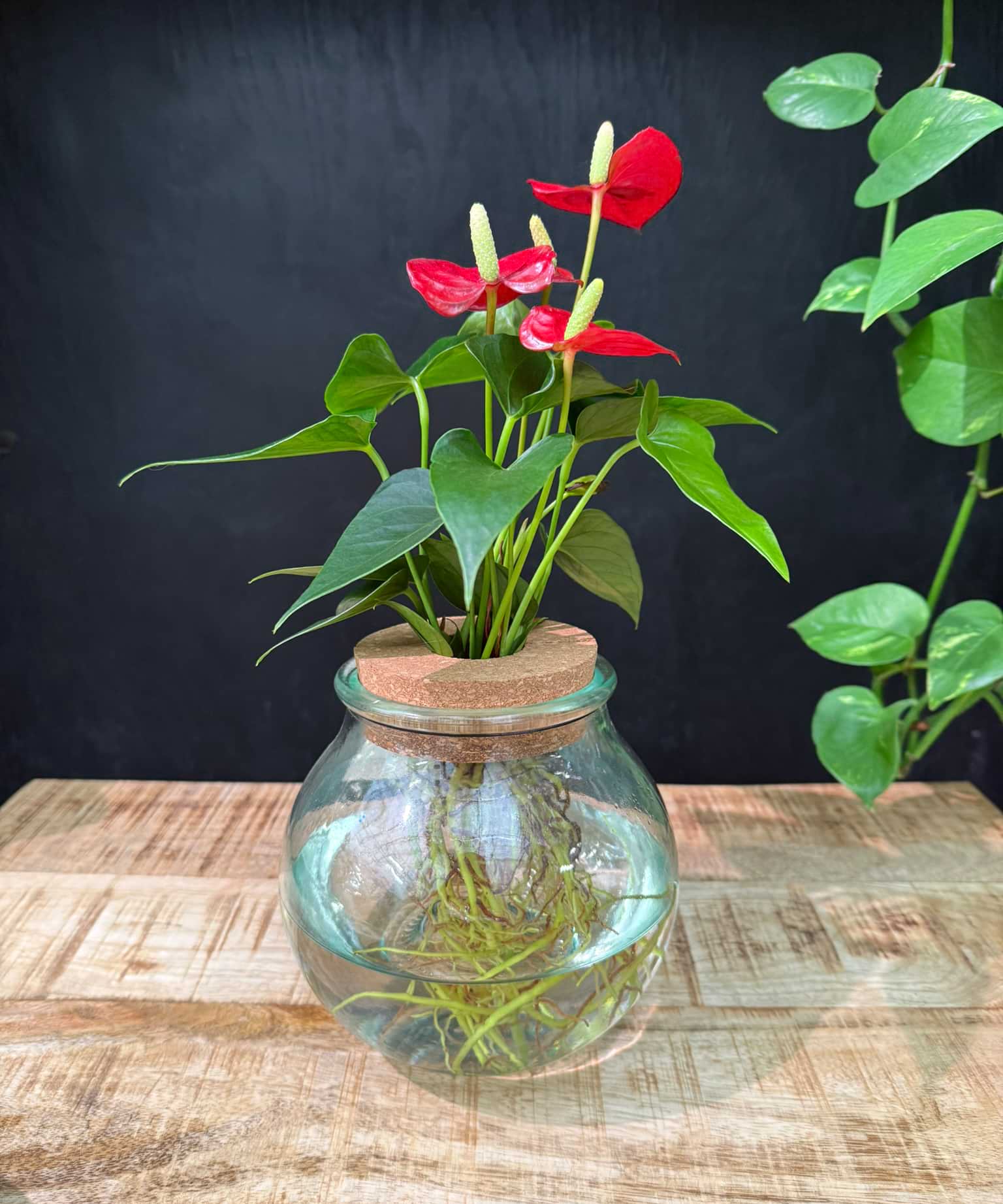 anthurium hydroponic Globe glass | red Anthurium