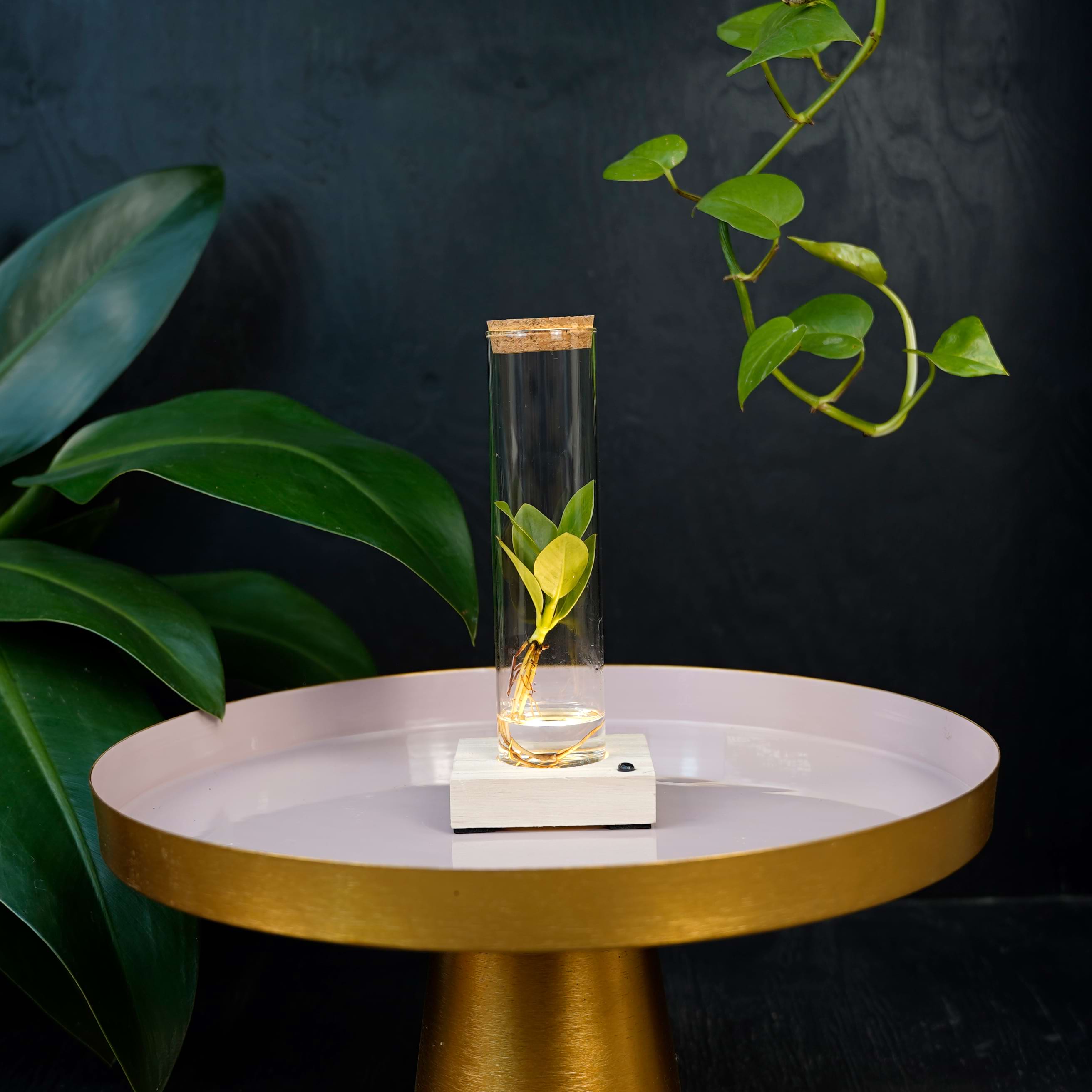 Tube met led en Clusia Princess