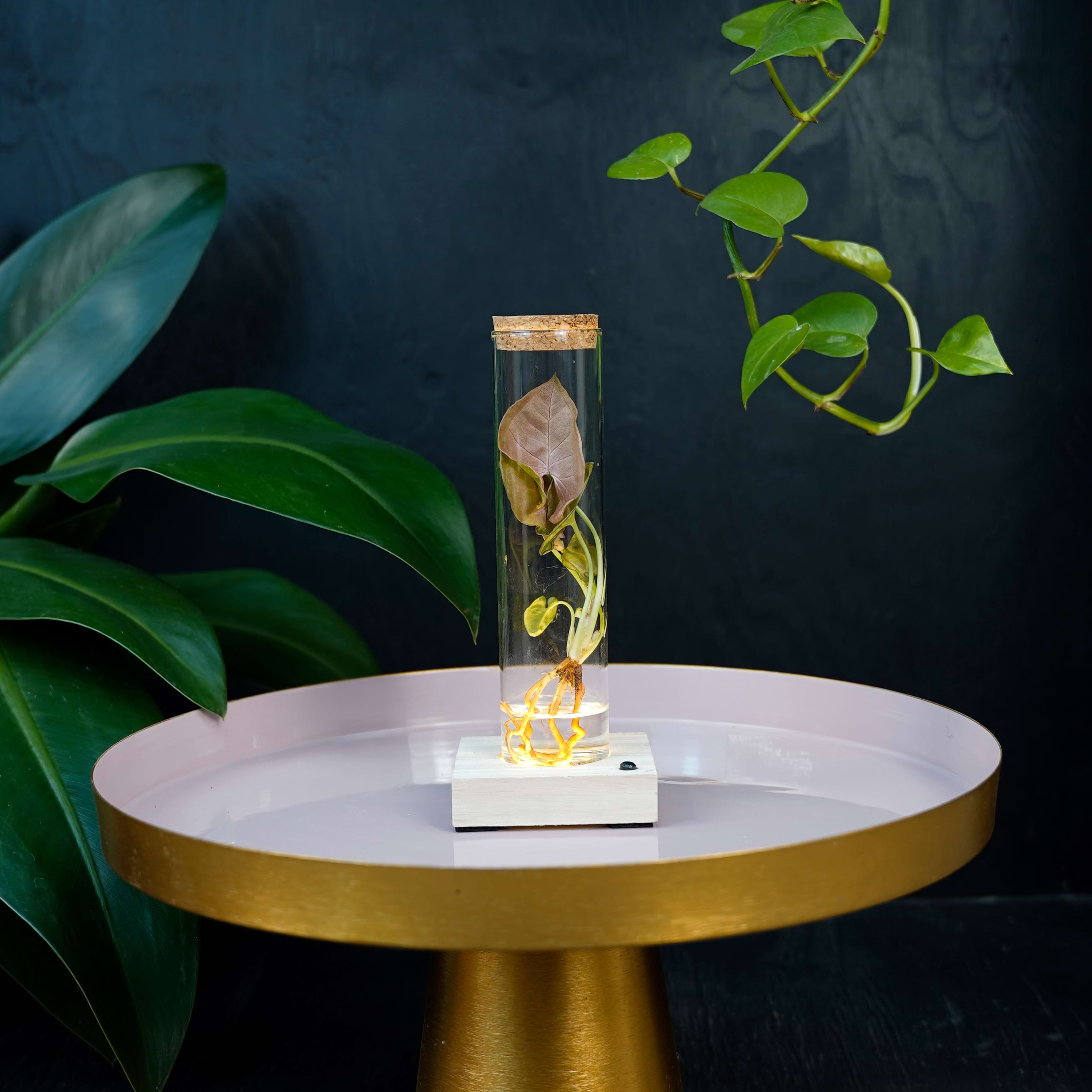 Tube met led en Syngonium Neon