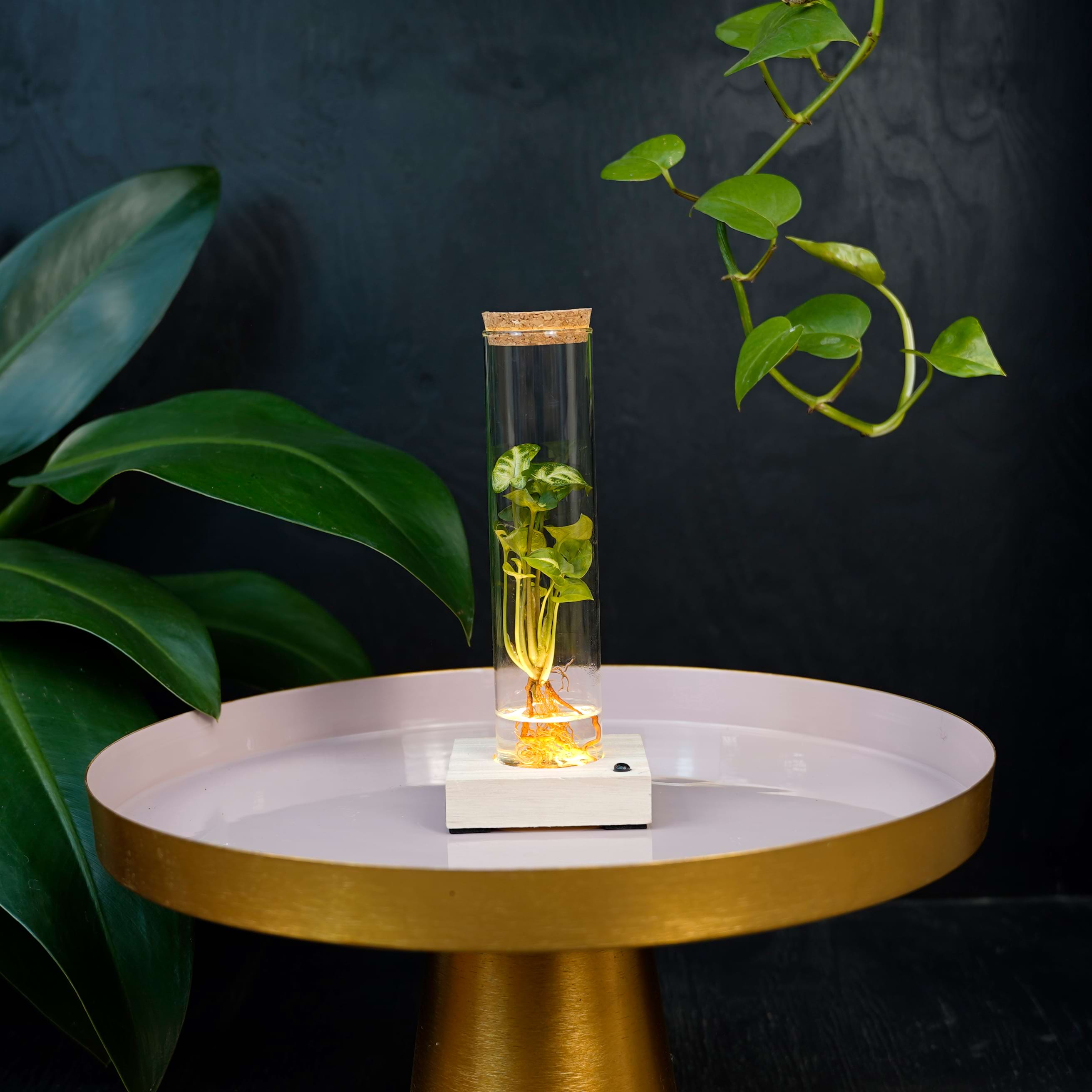 Tube met led en Syngonium Pixie