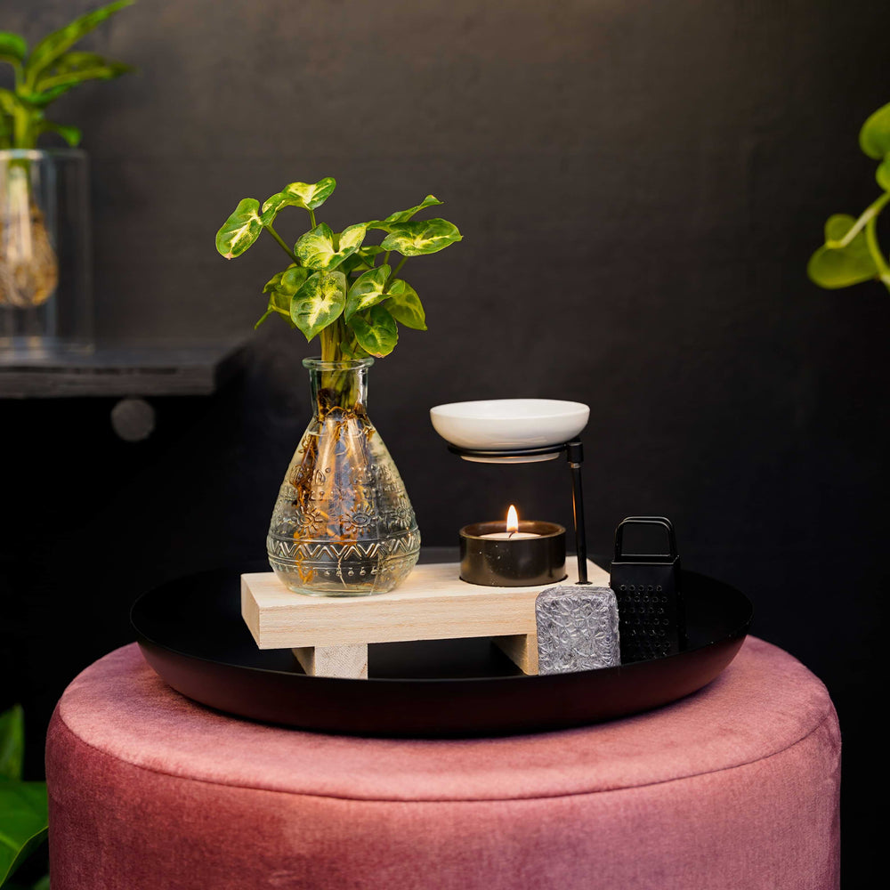 Intenz Welness Syngonium Pixie