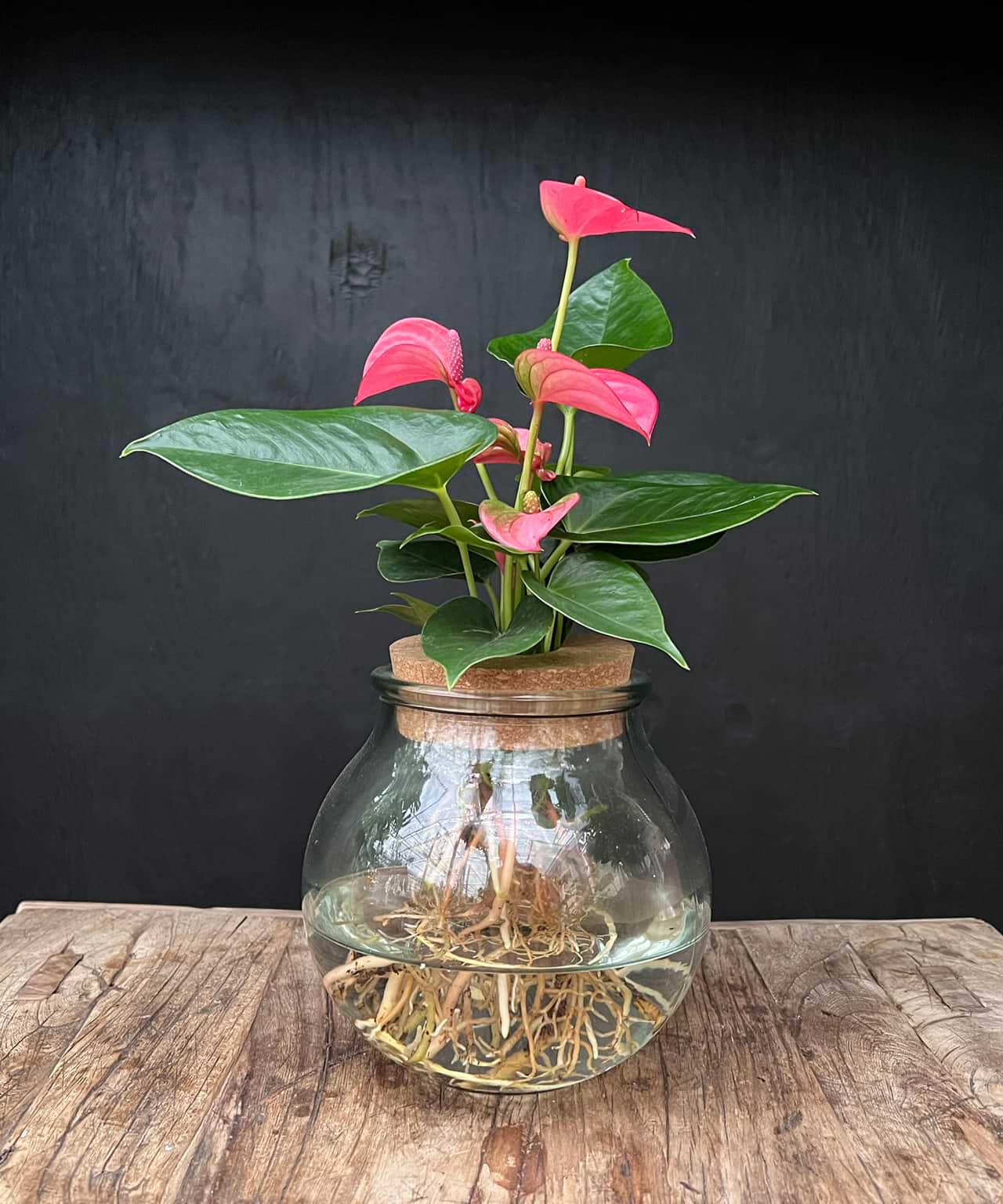 anthurium hydroponie Bolglas | Hydroponie