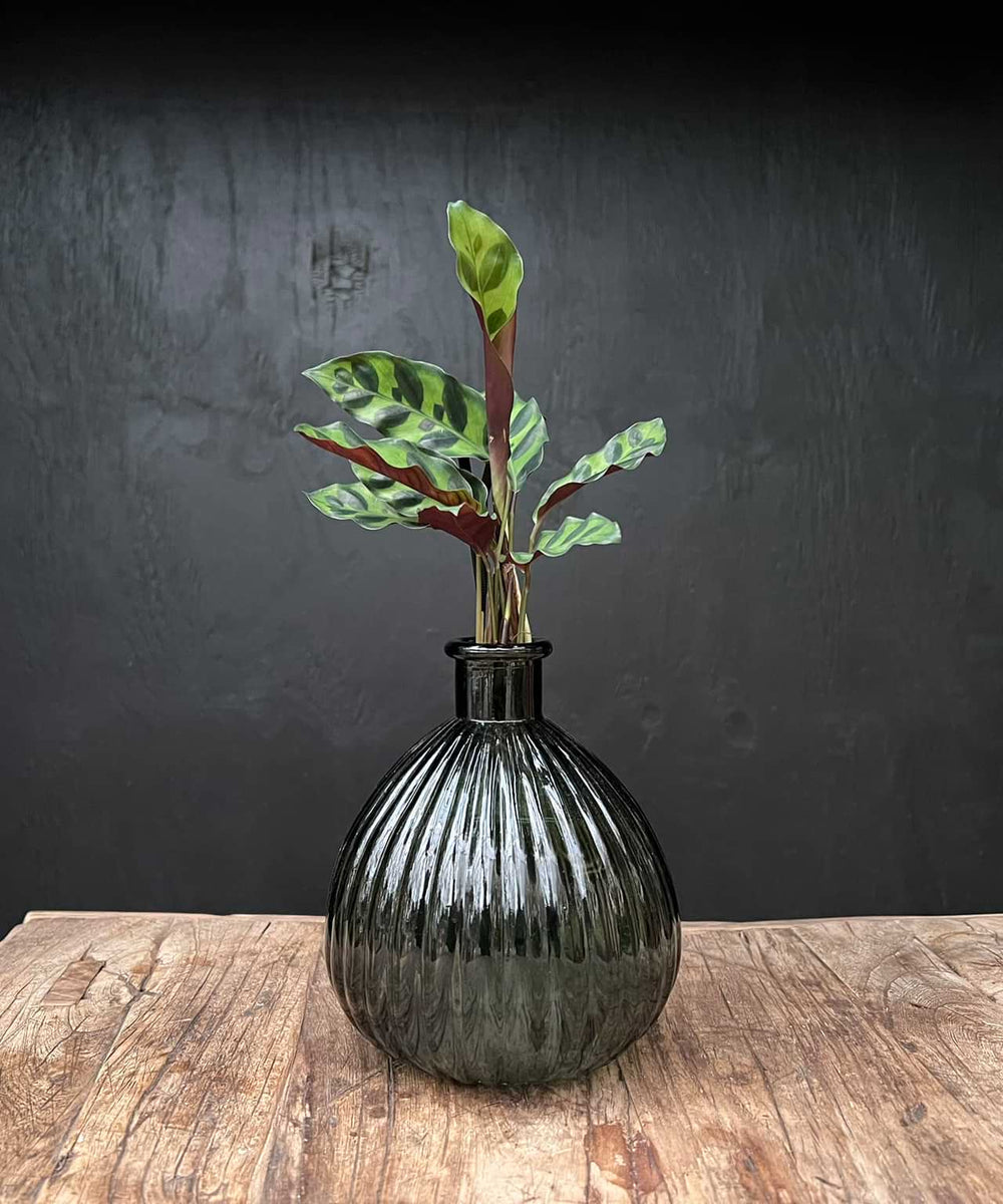 Jive XL | Hydroponie | glas kleur naar keuze | per stuk