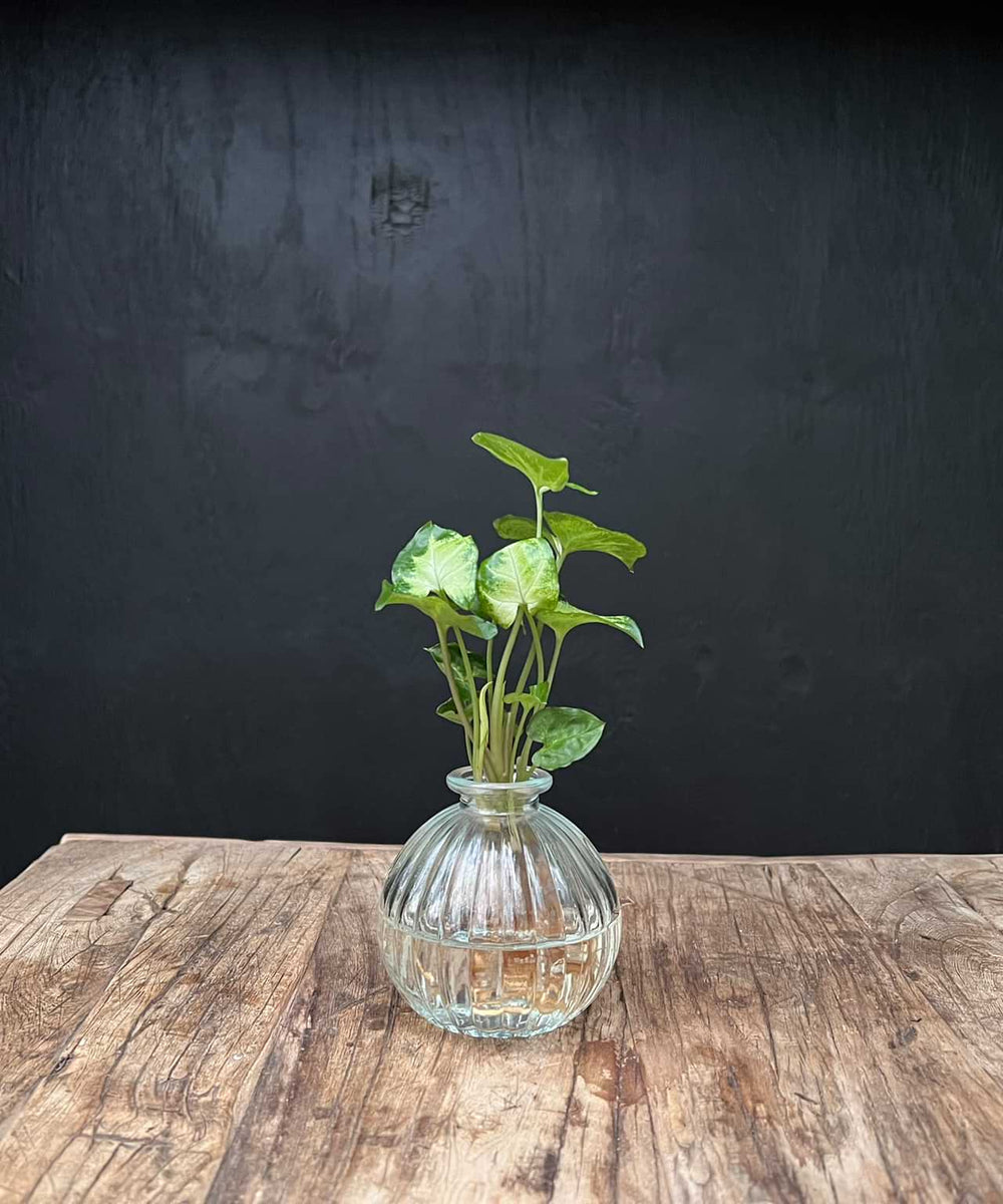 Jive glas klein | Hydroponie | glas naar keuze | per stuk