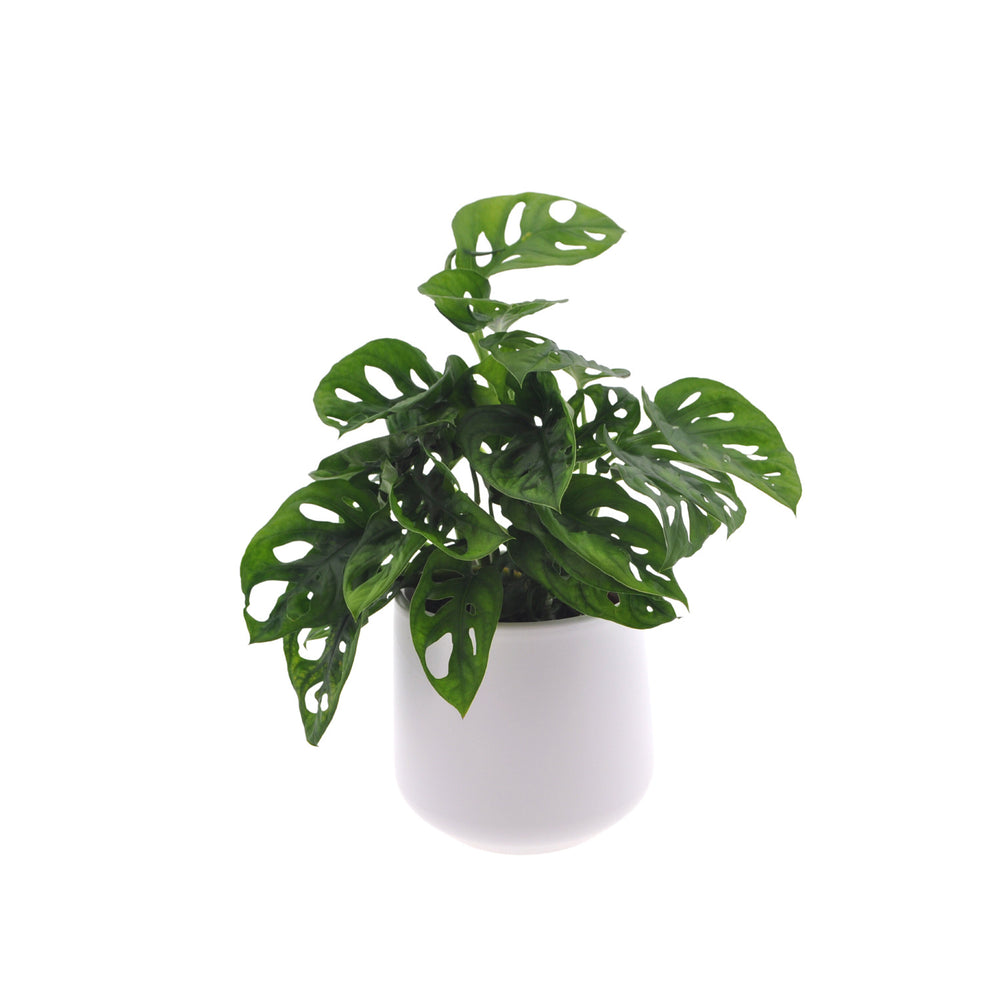 Monstera | Gatenplant | 30cm | incl. witte keramieken pot | Jungle