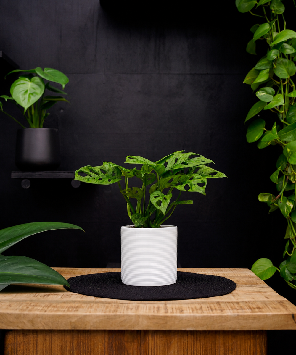Monstera | Gatenplant | 30cm | met pot naar keuze