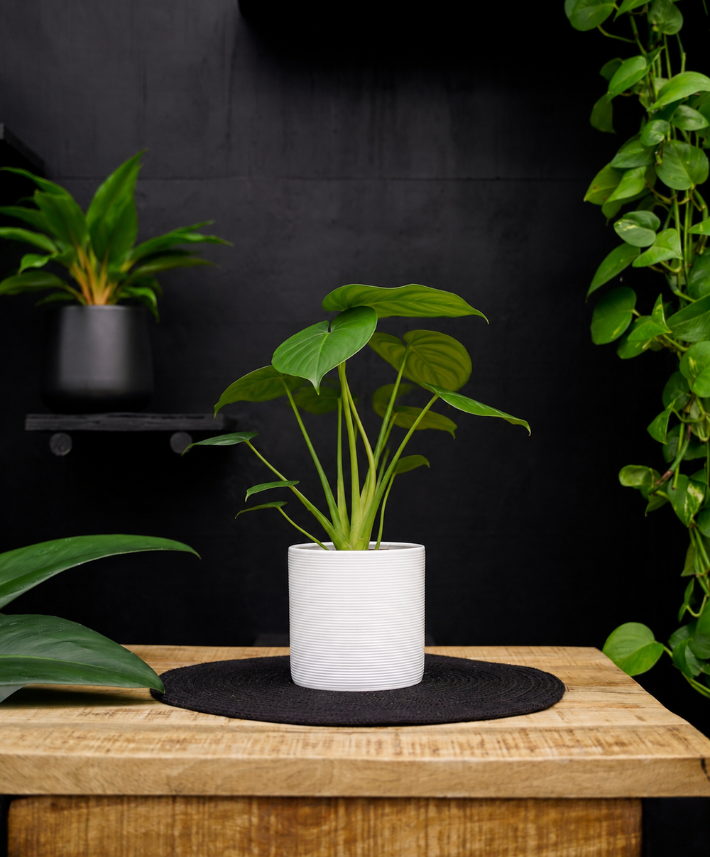 Monstera Deliciosa Tauerii | 35cm | met pot naar keuze