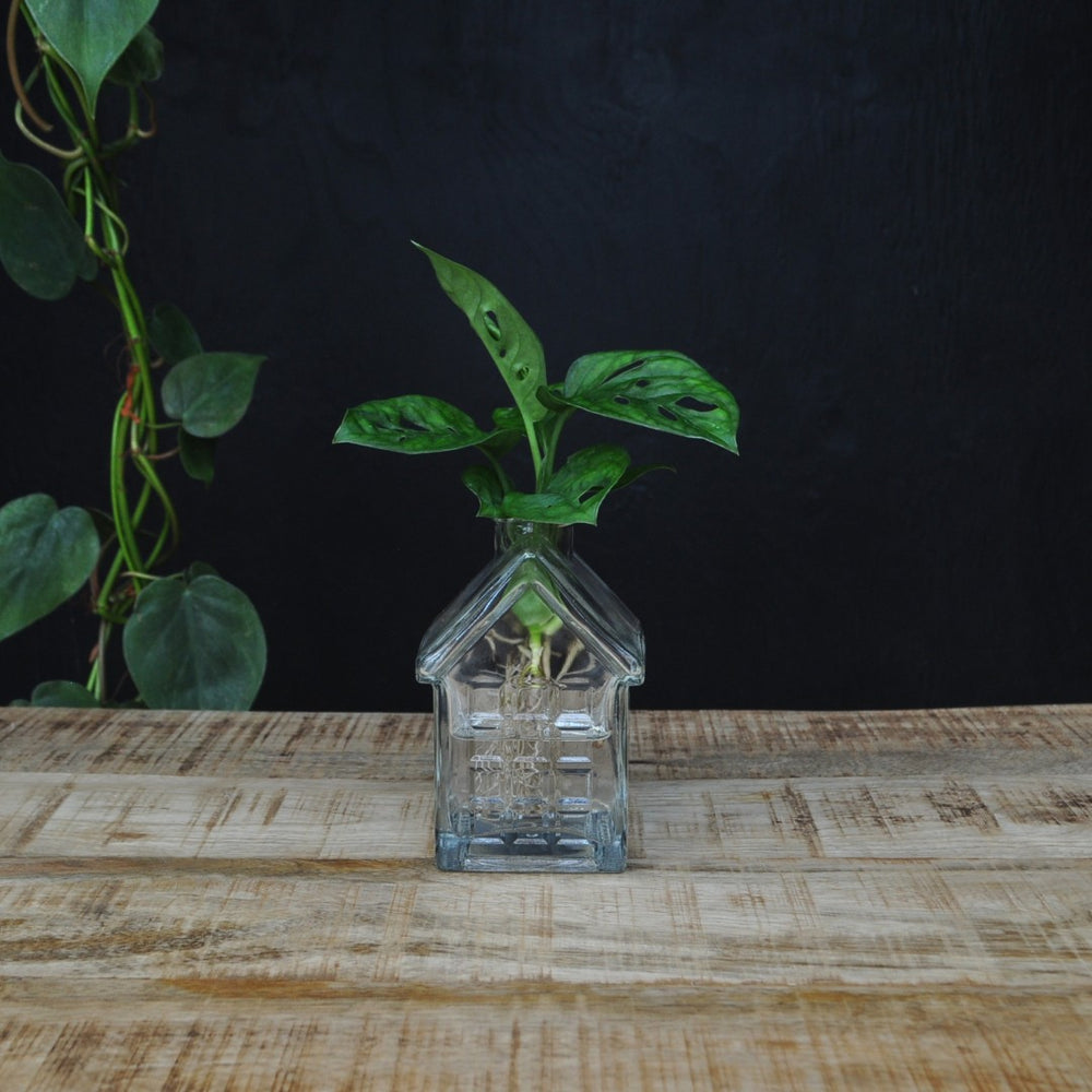 INTENZ® | OSLO | Glazen huisvaasje met plant op water | stek keuze