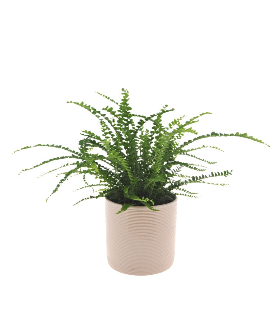 Nephrolepis | 30cm | Nestvaren | Duffi | met pot naar keuze