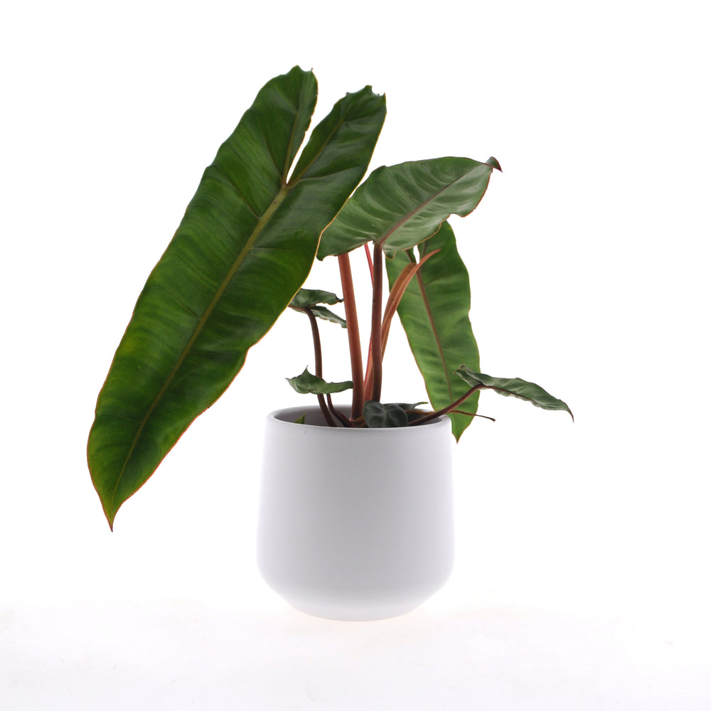 Philodendron Billietiae | 30cm | incl. witte keramieken pot