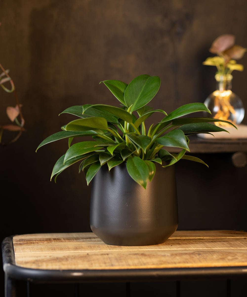 Philodendron Green Princess | 35cm | incl. witte keramieken pot