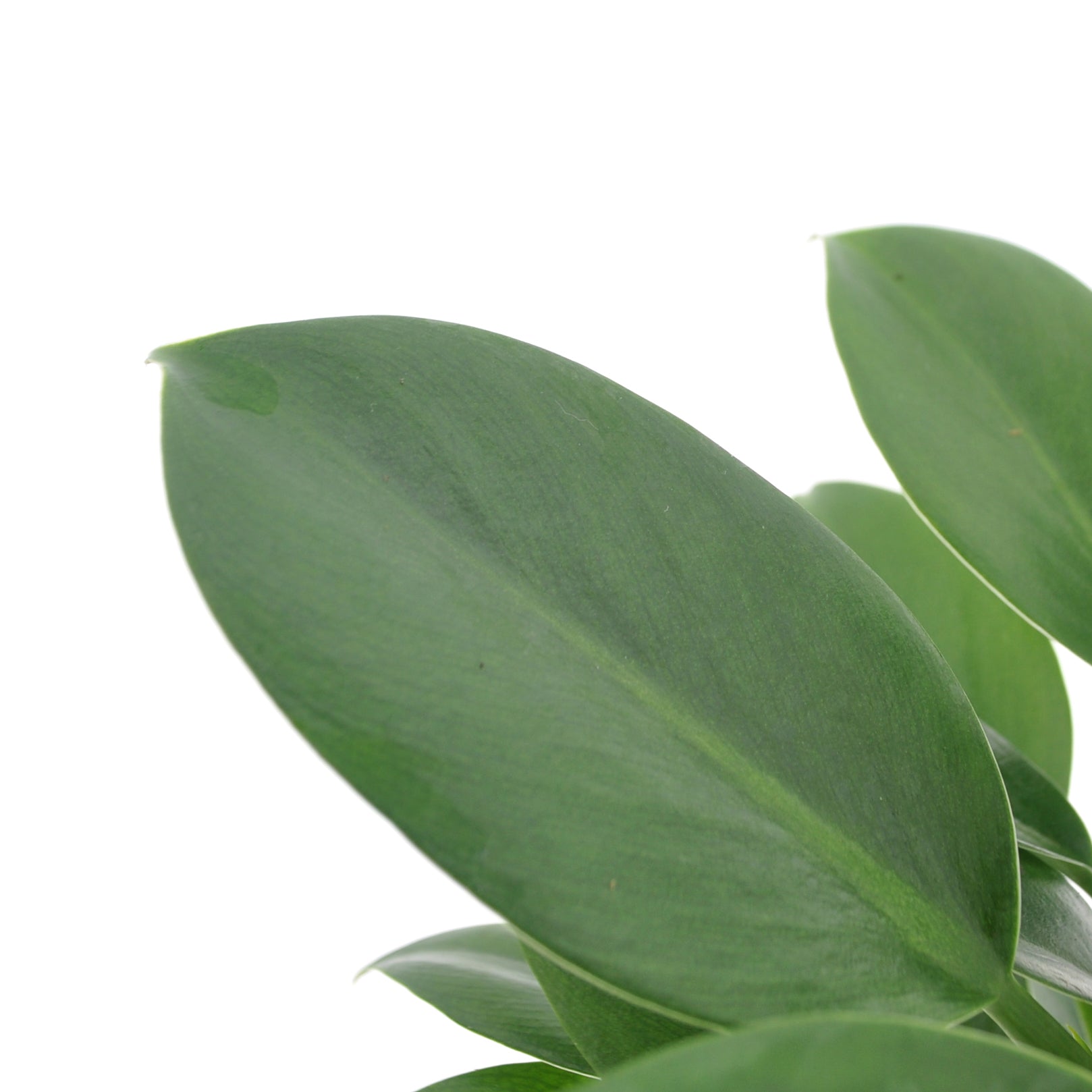 Philodendron Green Princess blad