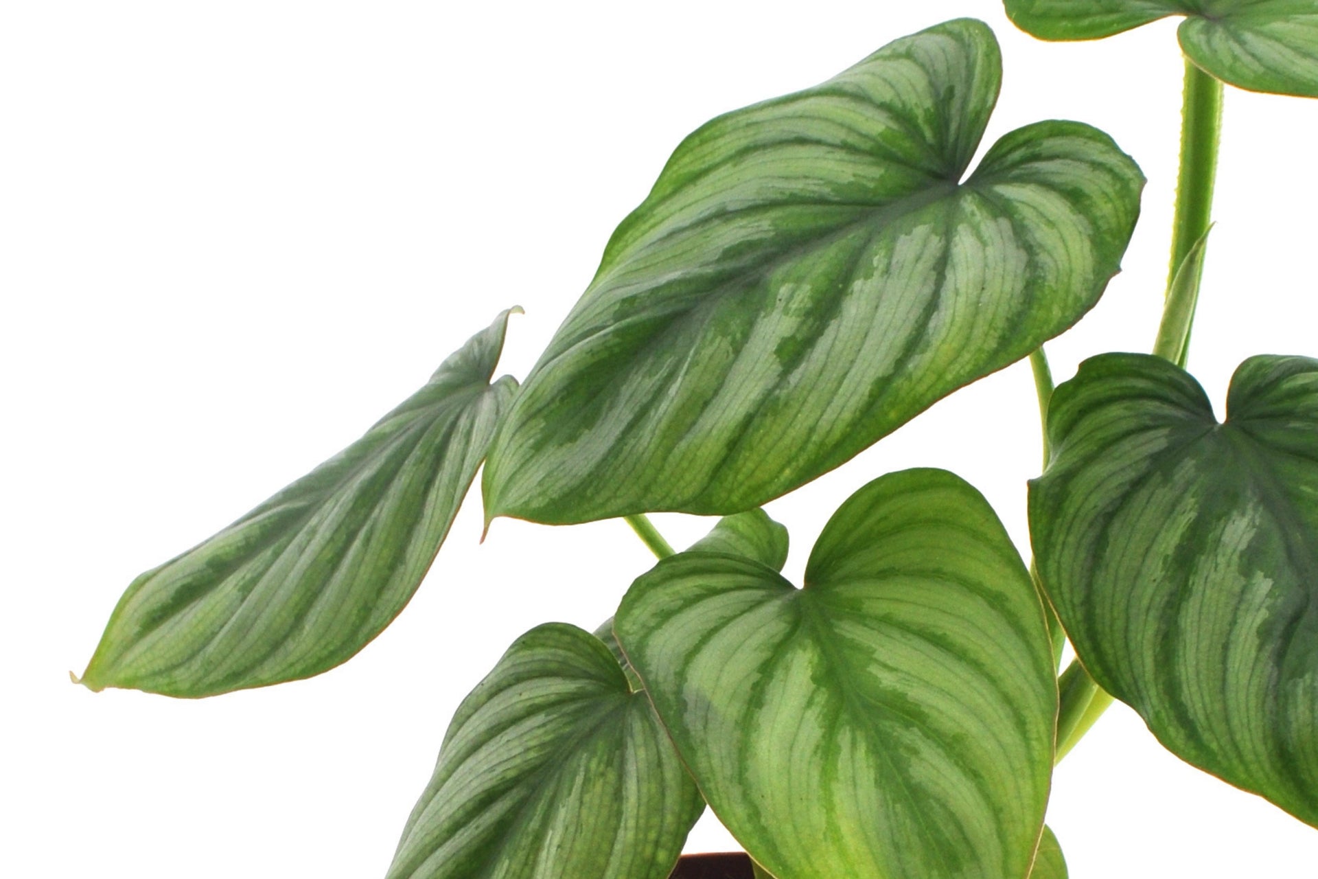 Philodendron Mamei blad