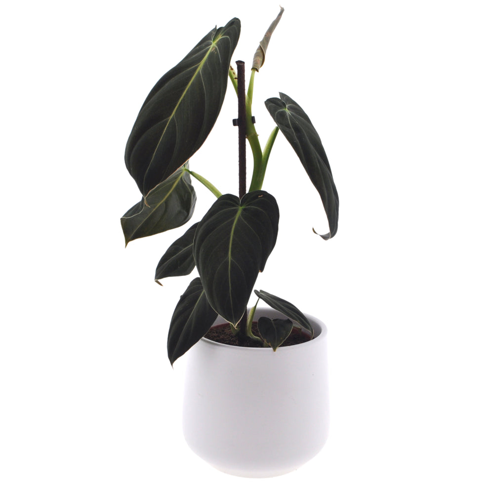 Philodendron Melanochrysum | 35cm | incl. witte keramieken pot