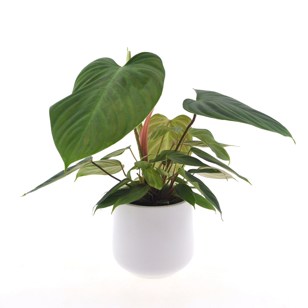 Philodendron Nangaritense | 35cm | incl. witte keramieken pot  | Jungle