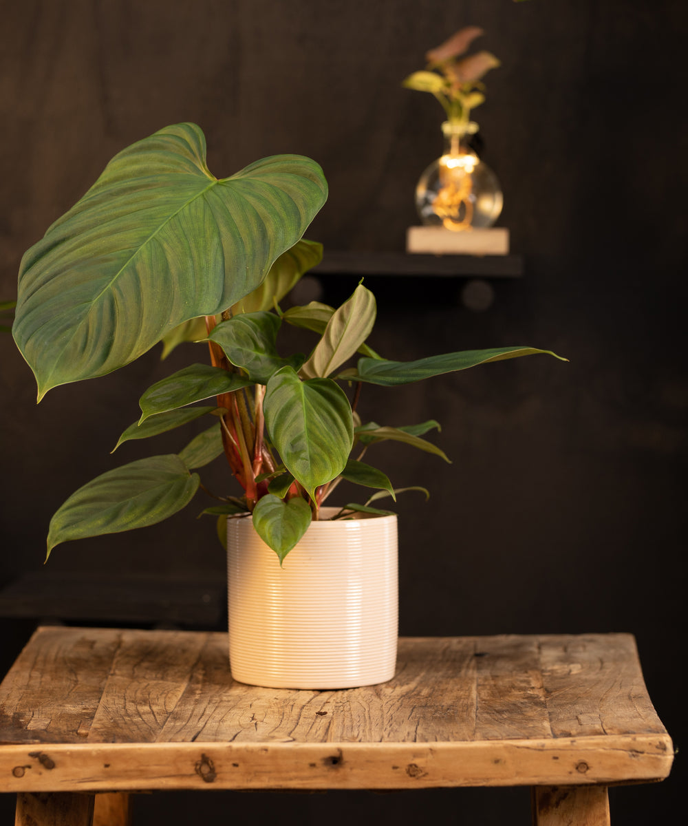 Philodendron Nangaritense | 35cm | incl. witte keramieken pot