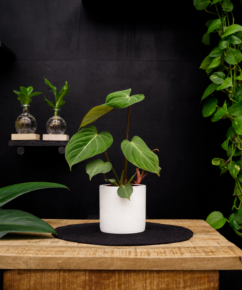 Philodendron Gloriosum | 35cm | met pot naar keuze