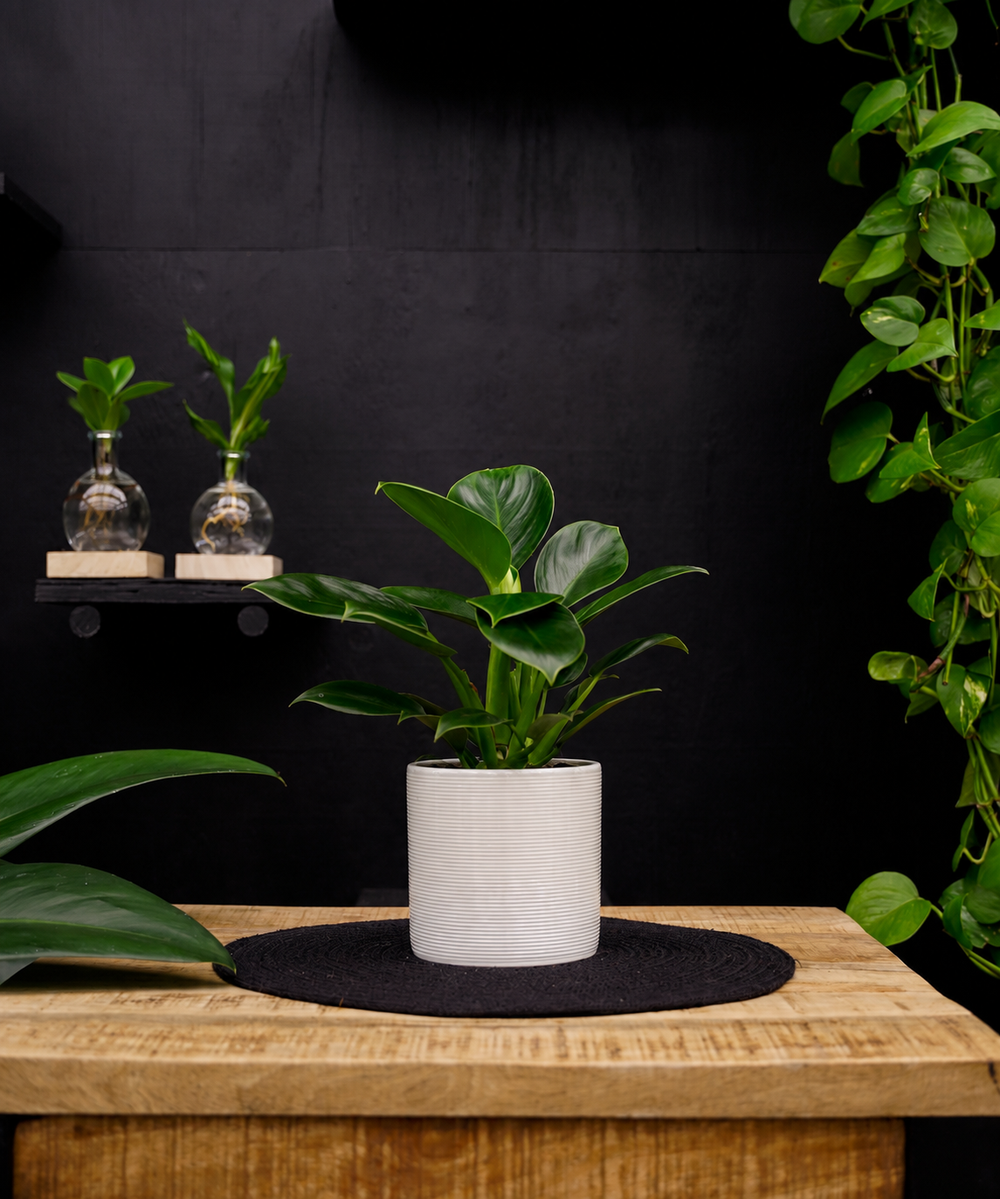 Philodendron Green Princess | 35cm | met pot naar keuze