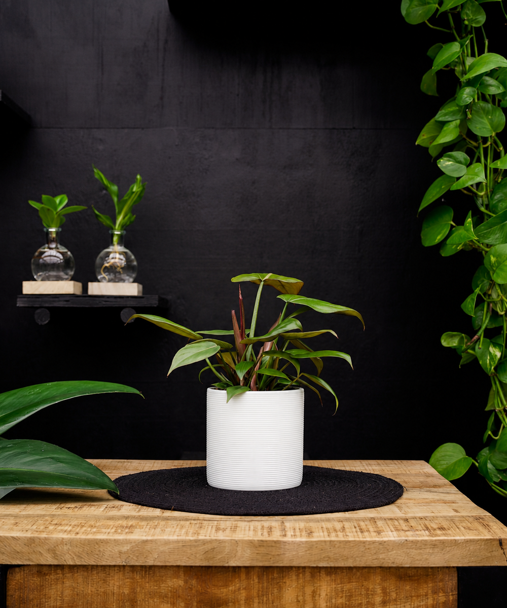 Philodendron Summer Glory | 35cm | met pot naar keuze