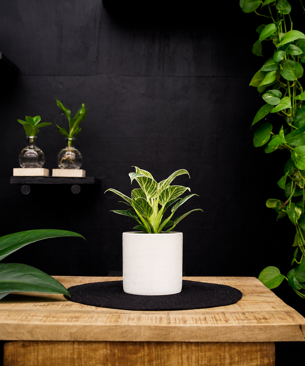 Philodendron White Wave | 30cm | met pot naar keuze