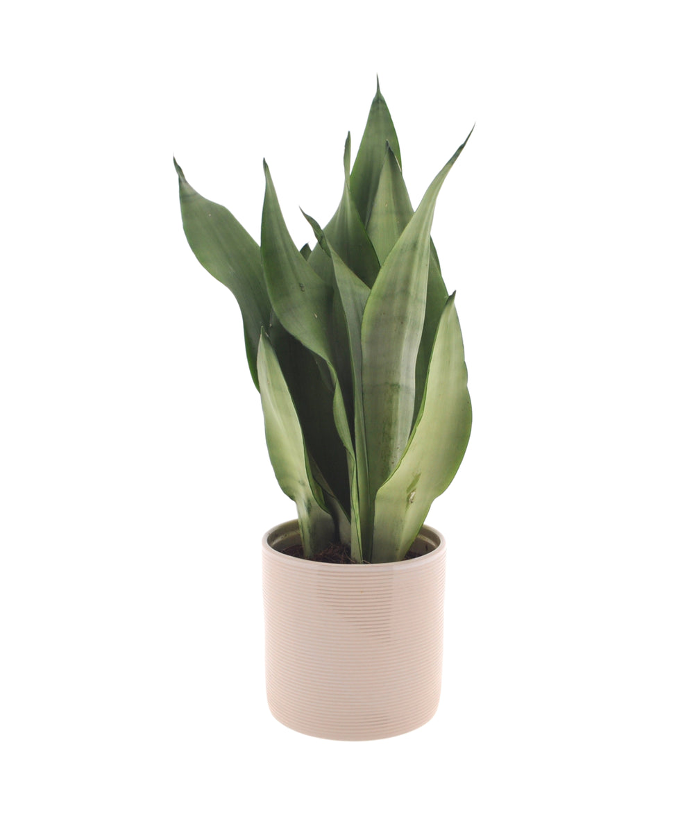 Sansevieria Moonshine | 40cm | met pot naar keuze
