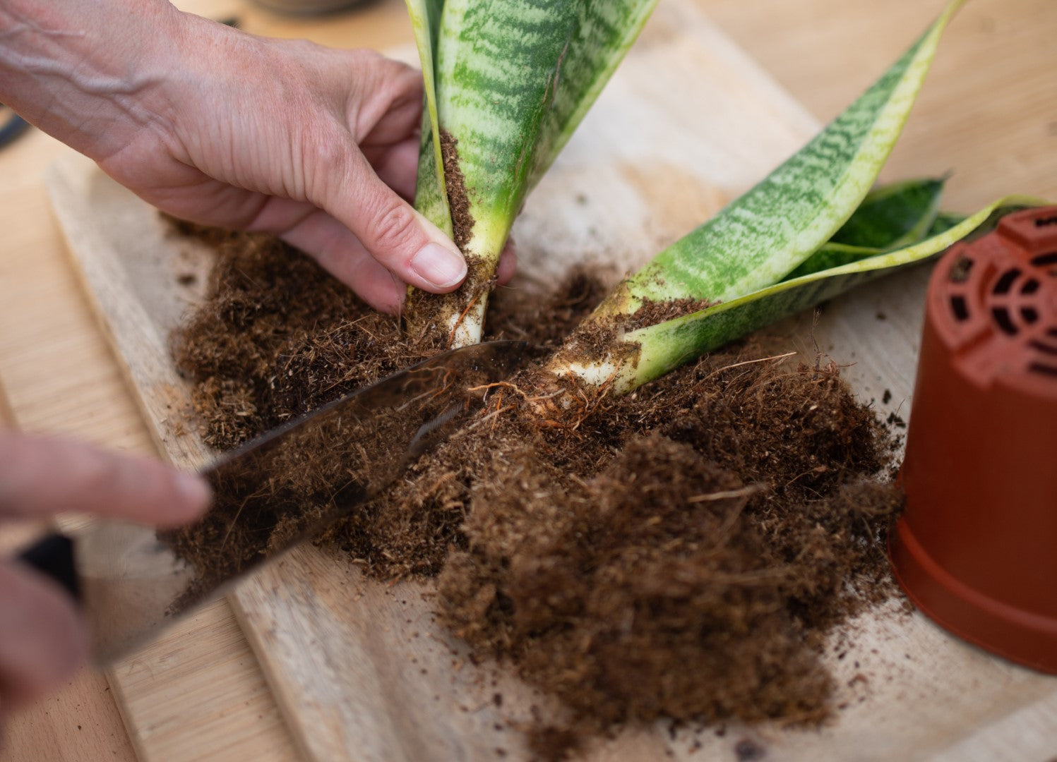 Sansevieria stekken