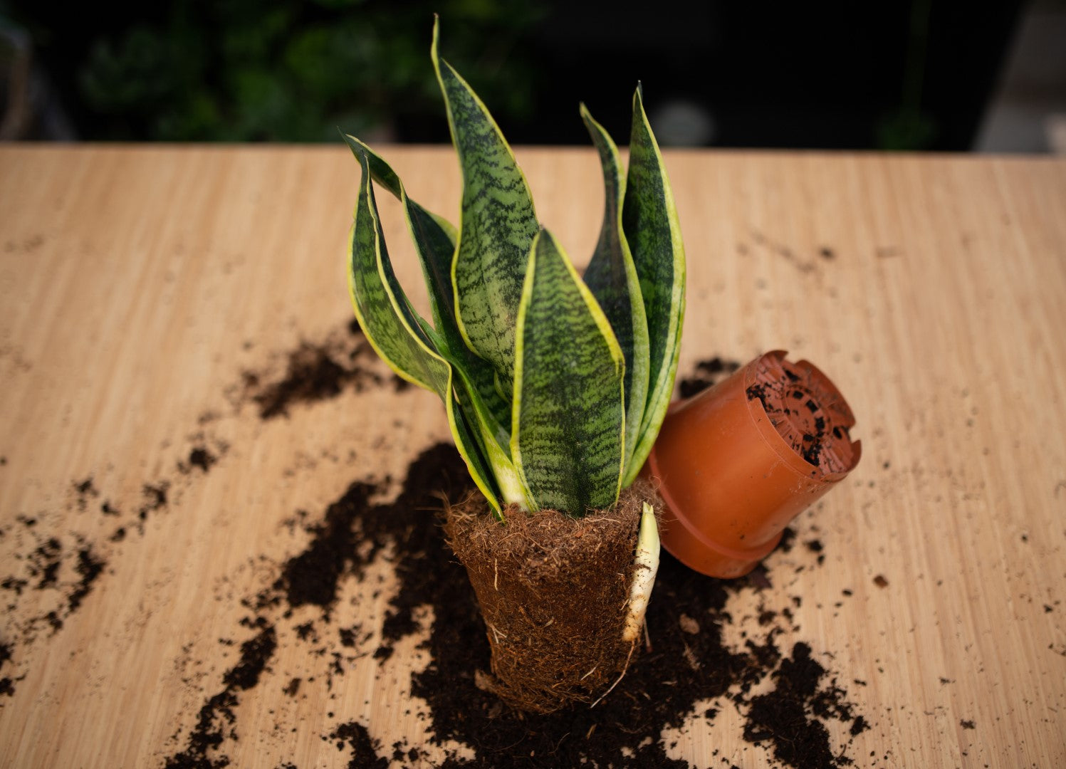 Sansevieria verpotten