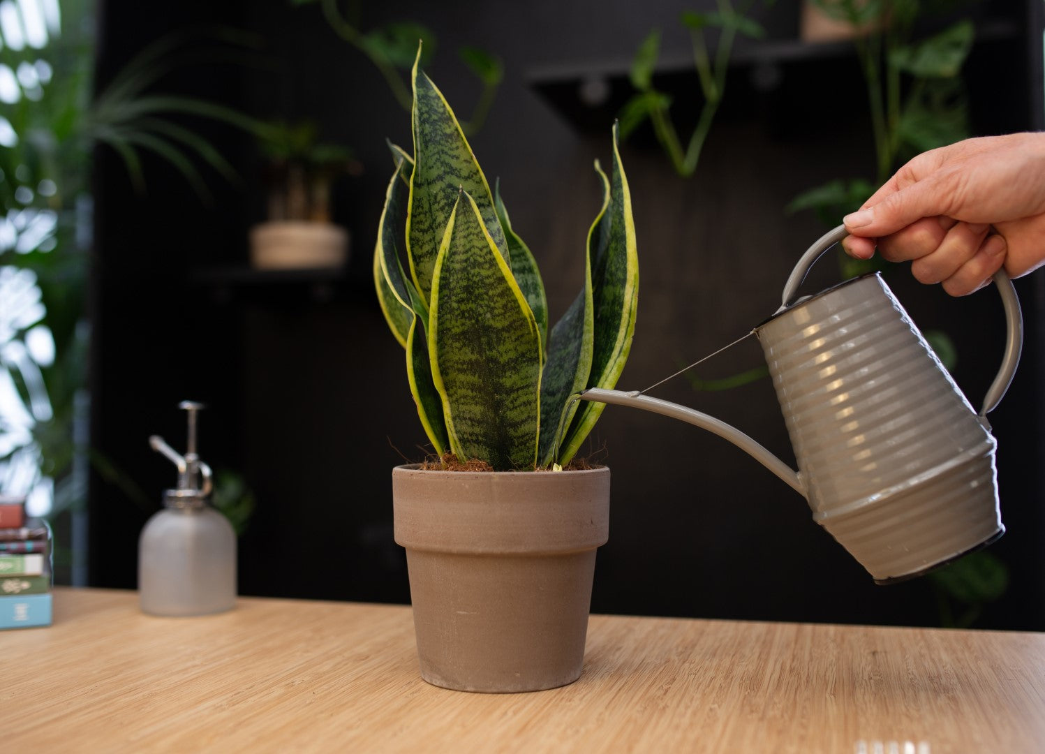 Sansevieria water geven